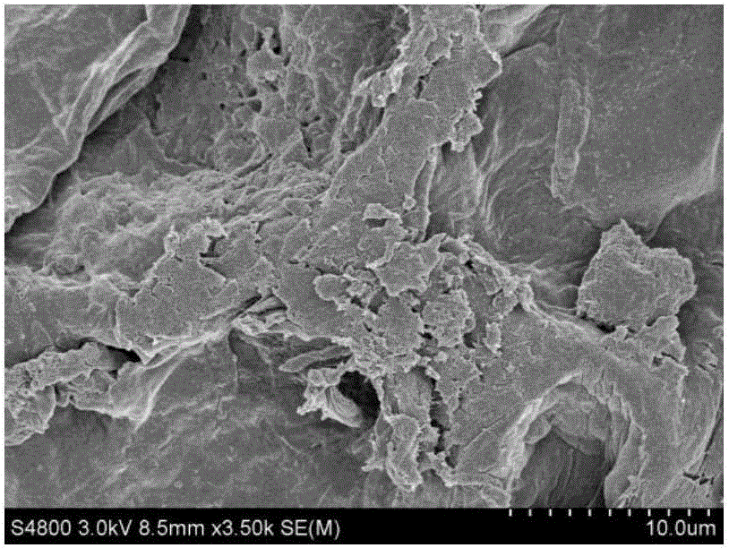 Tartarian buckwheat shell with formaldehyde-removing function and preparation method thereof