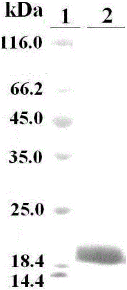 Recombinant protein of fish tumor necrosis factor family protein and application thereof