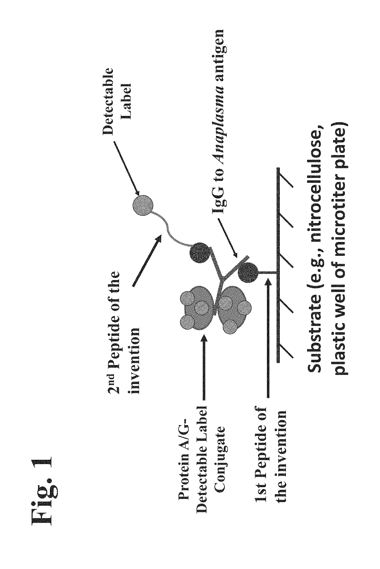 Peptides, devices, and methods for the detection of anaplasma antibodies