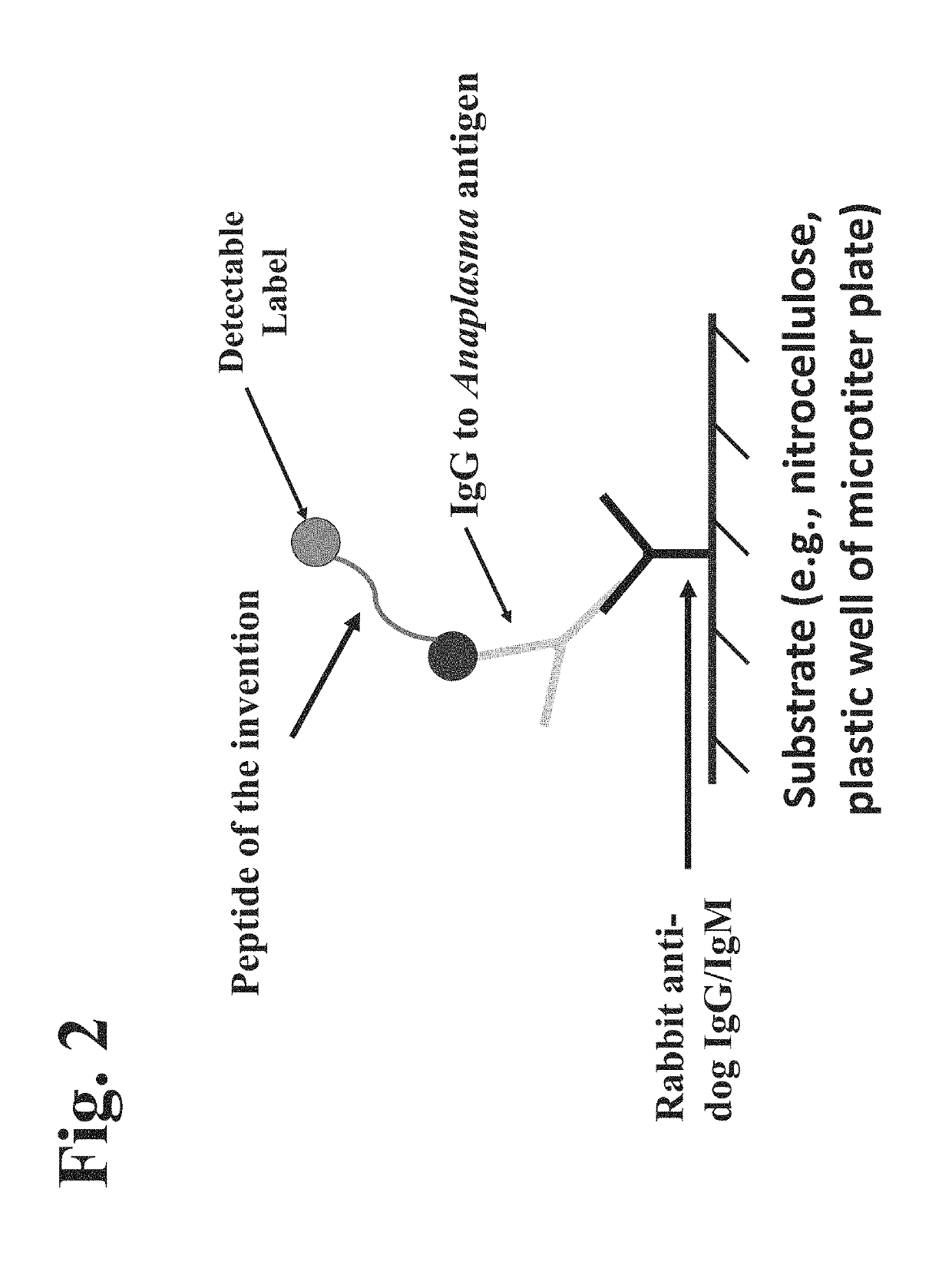 Peptides, devices, and methods for the detection of anaplasma antibodies