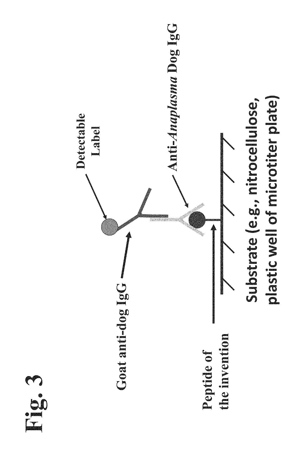 Peptides, devices, and methods for the detection of anaplasma antibodies