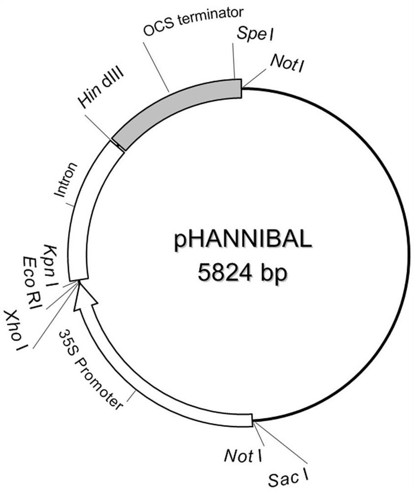 A kind of plant RNAi expression vector and its construction method and application