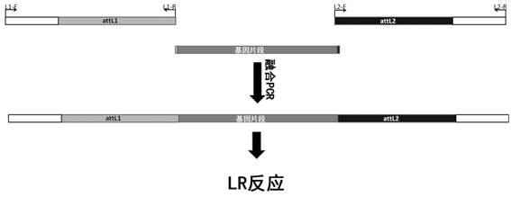 A kind of plant RNAi expression vector and its construction method and application