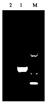 Preparing method for GI type norovirus virus-like particles and application thereof