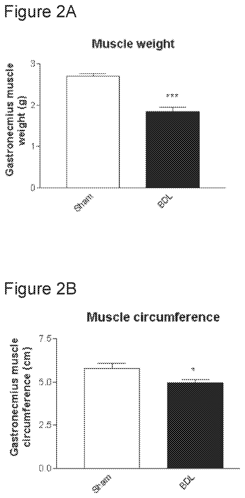 Treatment and prevention of muscle loss using L-ornithine in combination with at least one of phenylacetate and phenylbutyrate