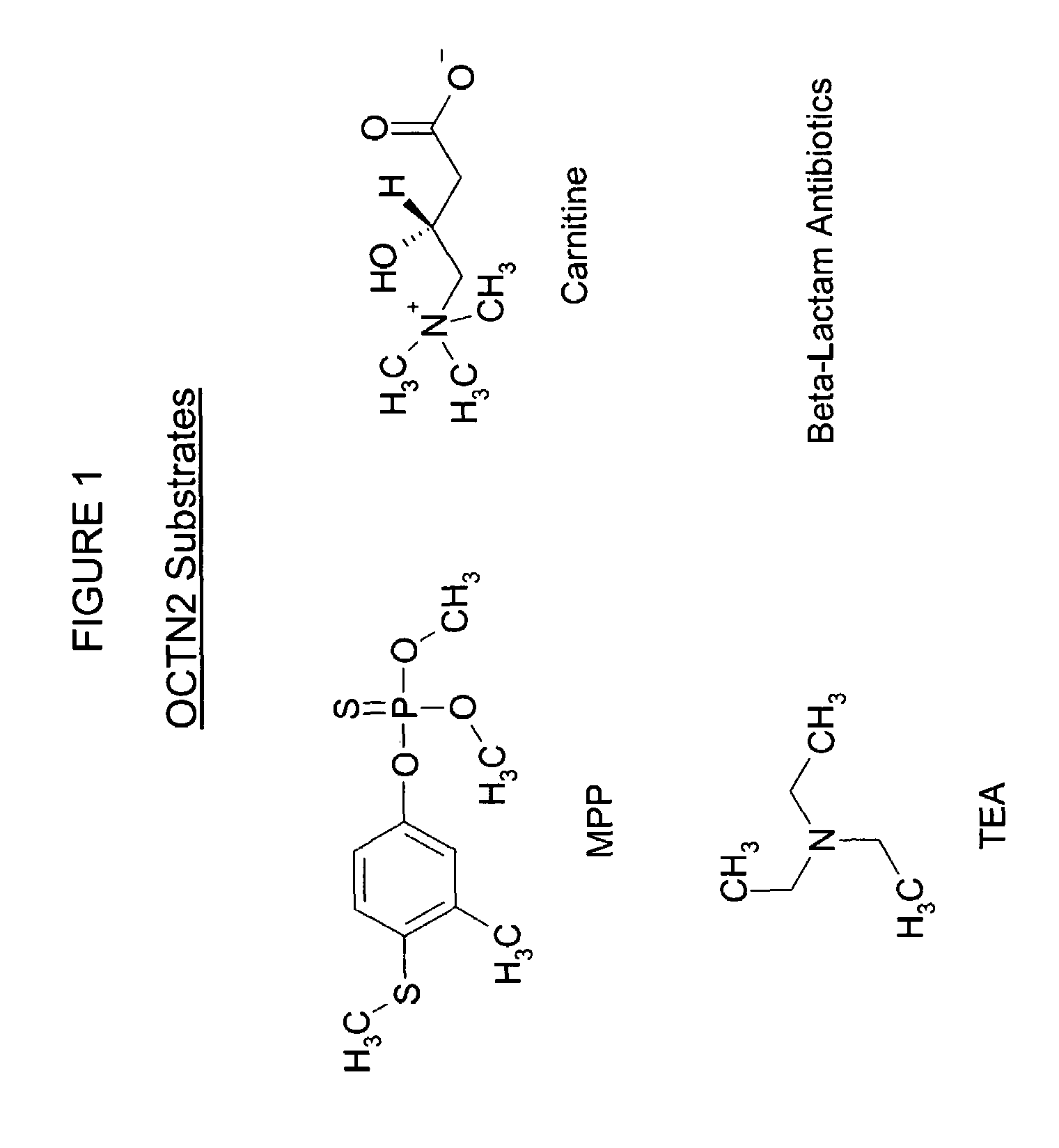 Screening of compounds for OCTN2 transporter activity