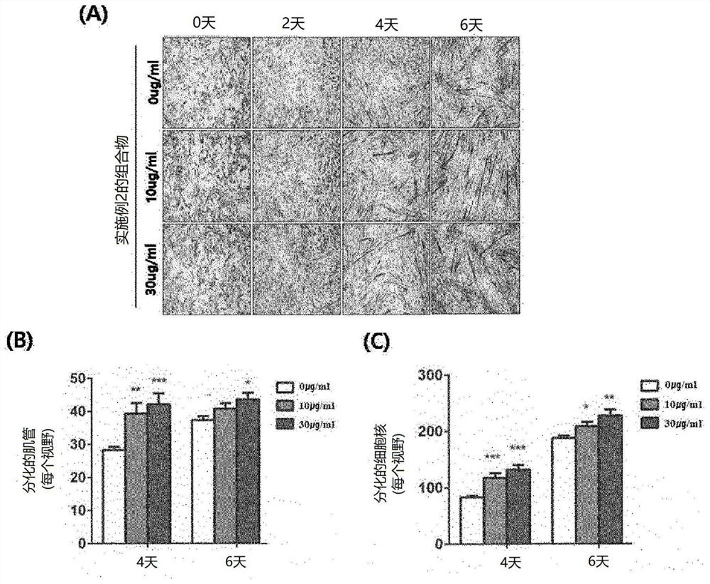 Composition for promoting myogenesis, containing processed ginseng extract