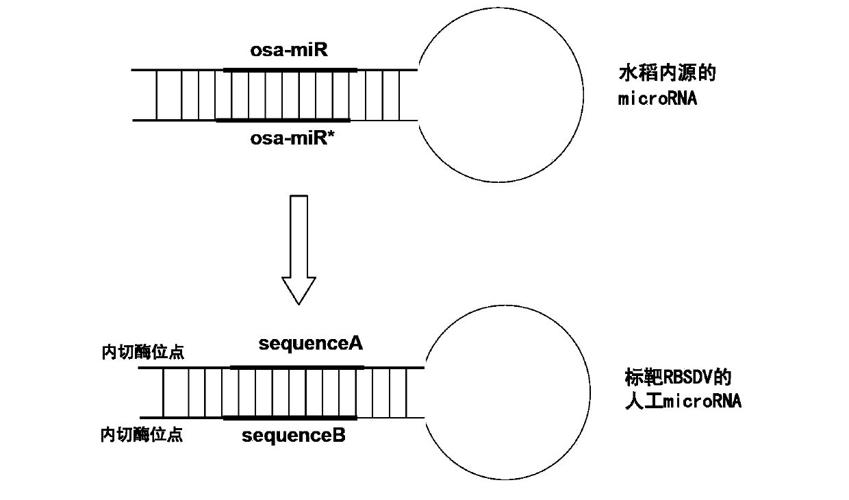 Method for enhancing black streaked dwarf resistance of paddy rice by using artificial microRNA (micro Ribonucleic Acid) and special double chain RNA thereof