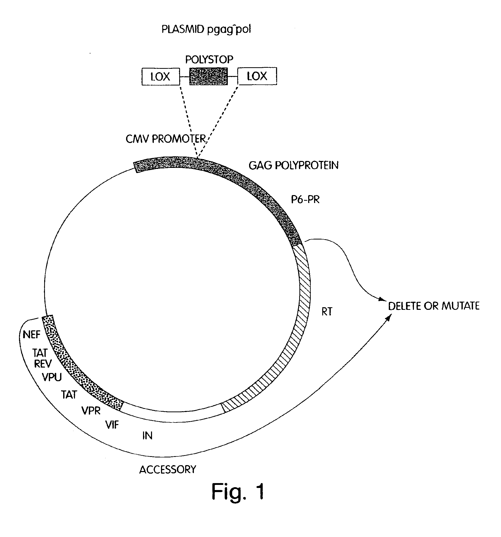 Lentiviral packaging cells and uses therefor