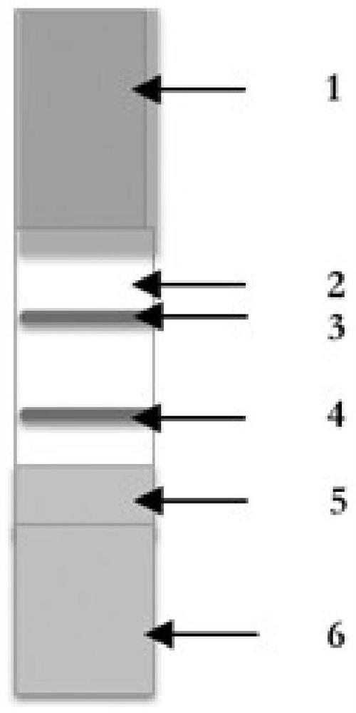 Quantum dot immunochromatographic test strip for rapidly detecting pyrimethanil residues and preparation method