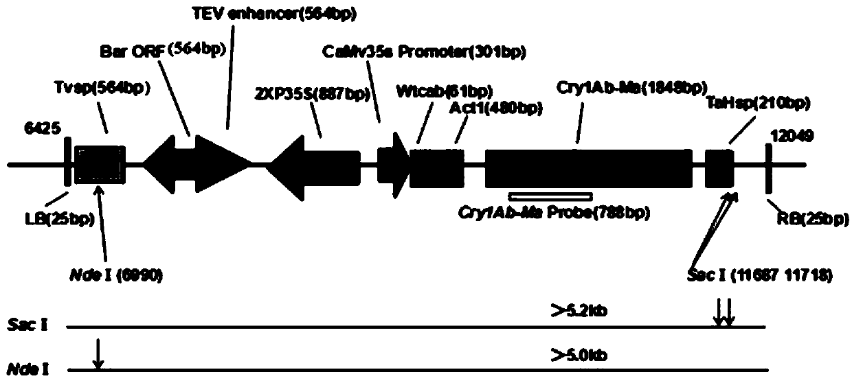 Flanking sequences of transgenic insect-resistant herbicide-resistant maize CM8101 exogenous insertion fragment and application thereof