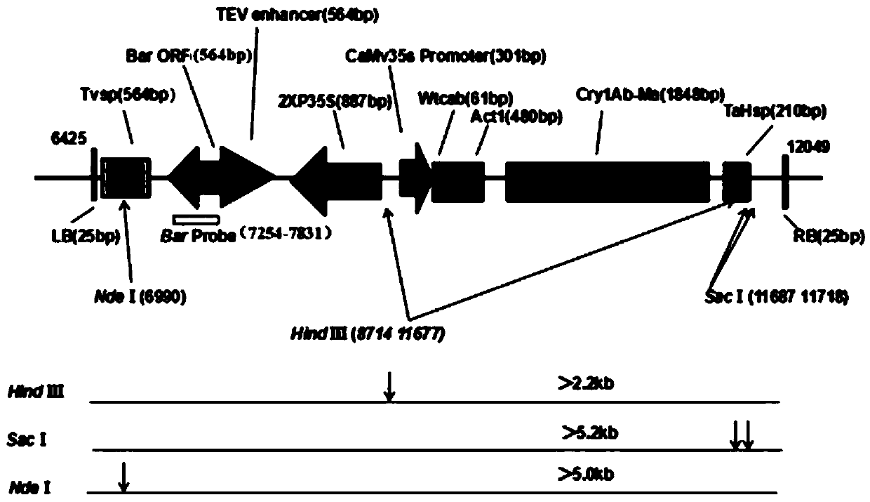 Flanking sequences of transgenic insect-resistant herbicide-resistant maize CM8101 exogenous insertion fragment and application thereof