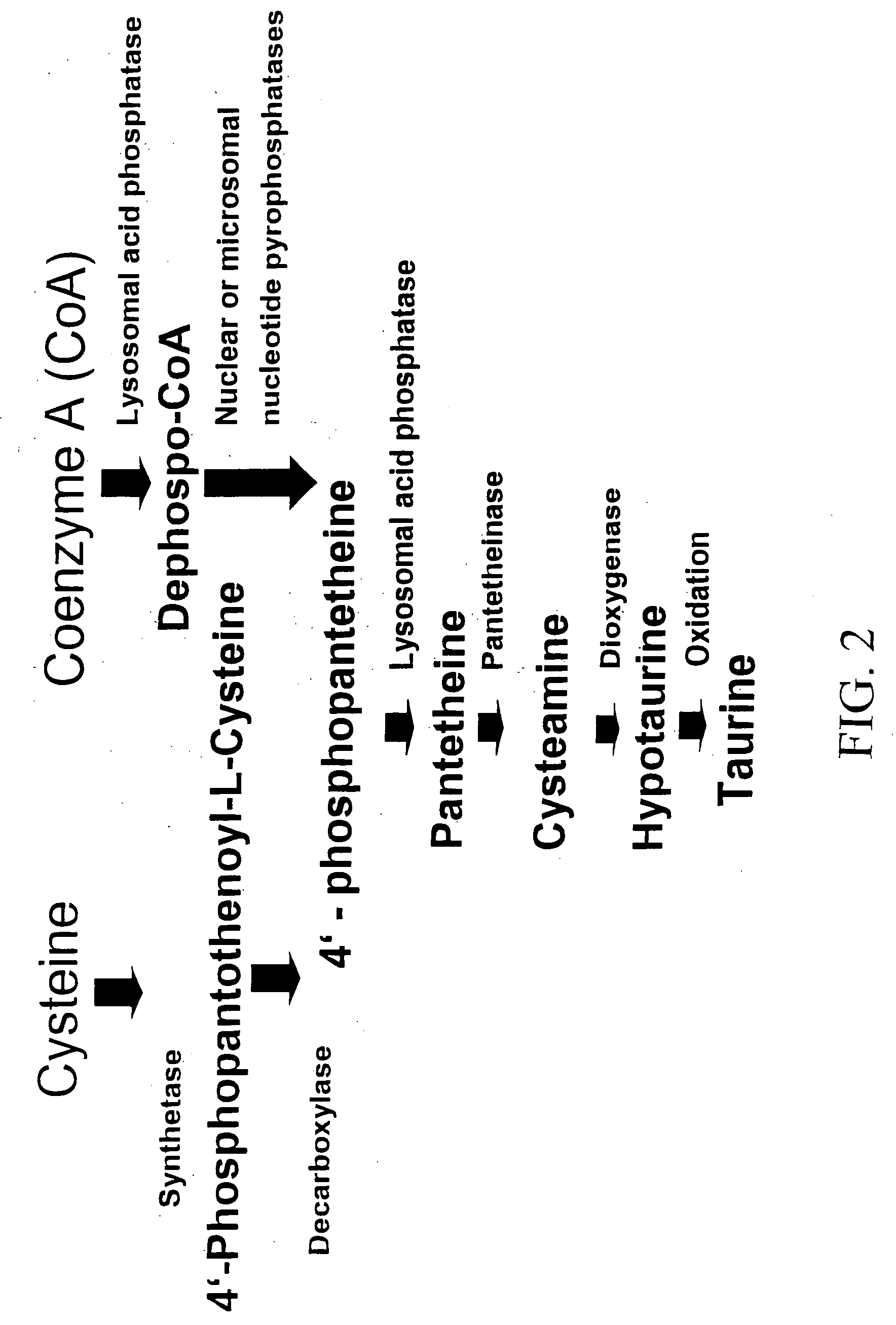 Materials and methods for modulating metabolism