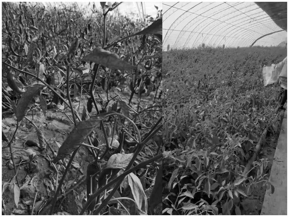 Composite microecological preparation for preventing and treating continuous cropping diseases as well as preparation method and application of composite microecological preparation