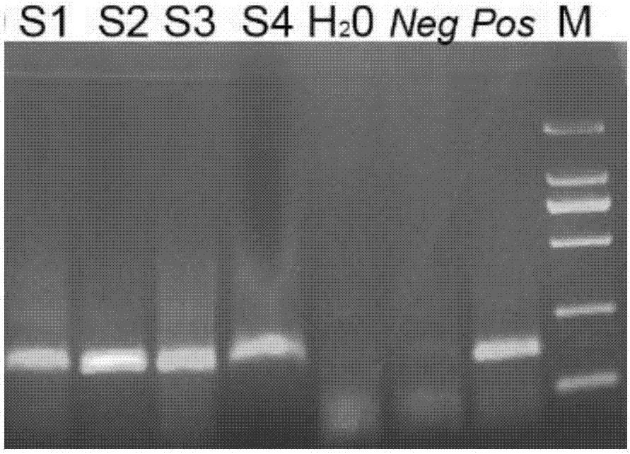Nosema pernyi template DNA extraction method and application of nosema pernyi template DNA extraction method to molecular diagnosis