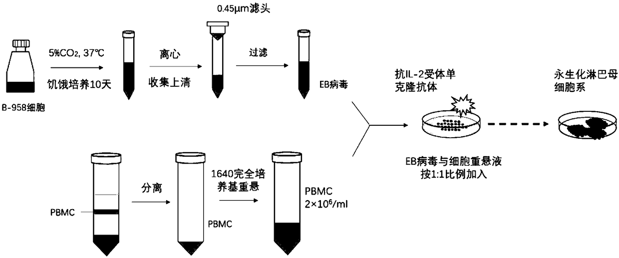 Method for establishing immortalized lymphoblastoid cell lines and kit