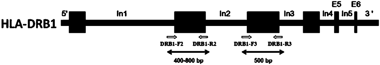 Primer group, kit and method for HLA-DRB1 gene high-resolution typing