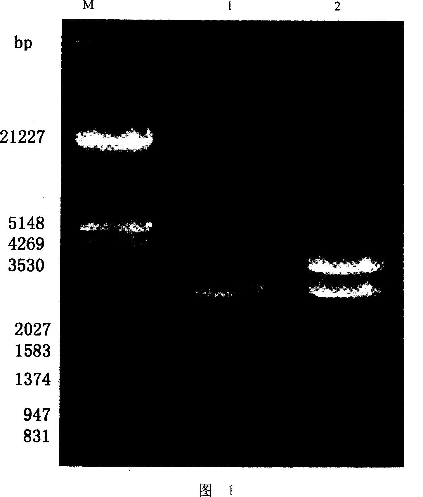 Recombinant bacterium with granular methane monooxygenase activity and application thereof