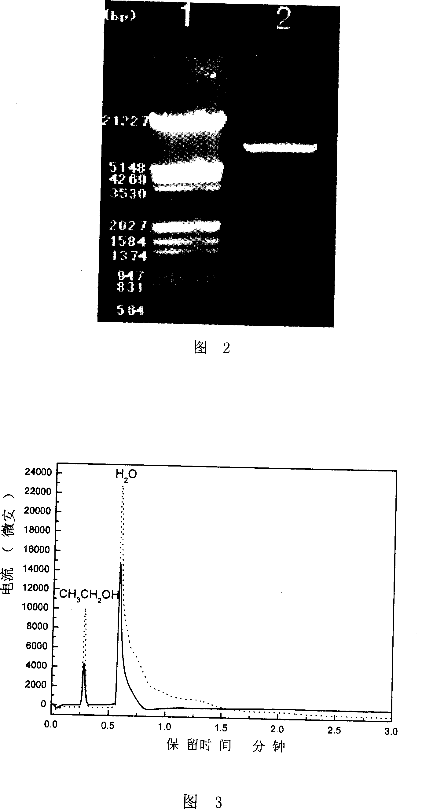 Recombinant bacterium with granular methane monooxygenase activity and application thereof