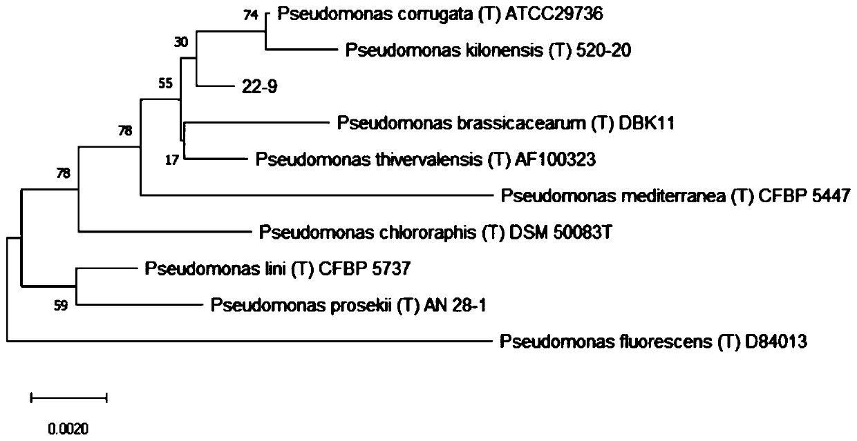 Biocontrol pseudomonas sp. and application thereof