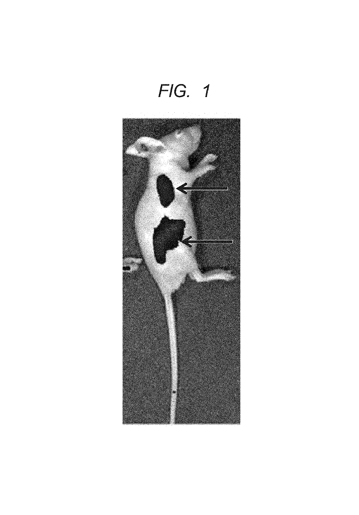 Polymer and contrast agent for photoacoustic imaging including the polymer