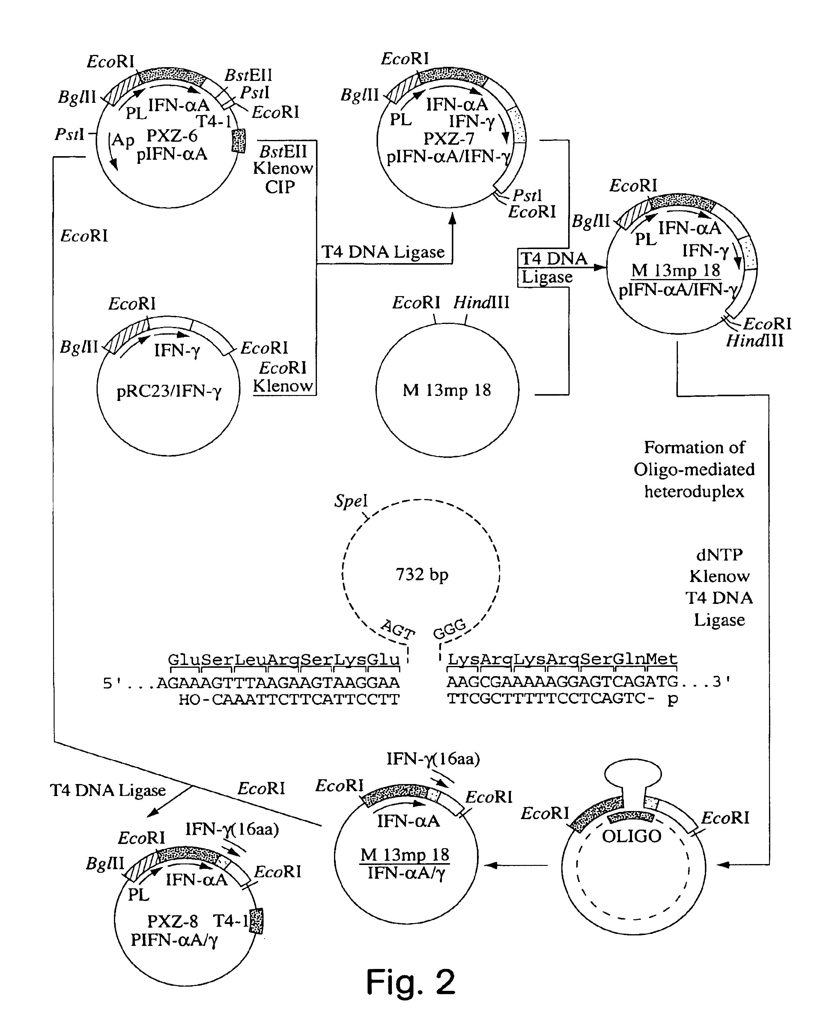 Nucleic acids encoding phosphorylated fusion proteins