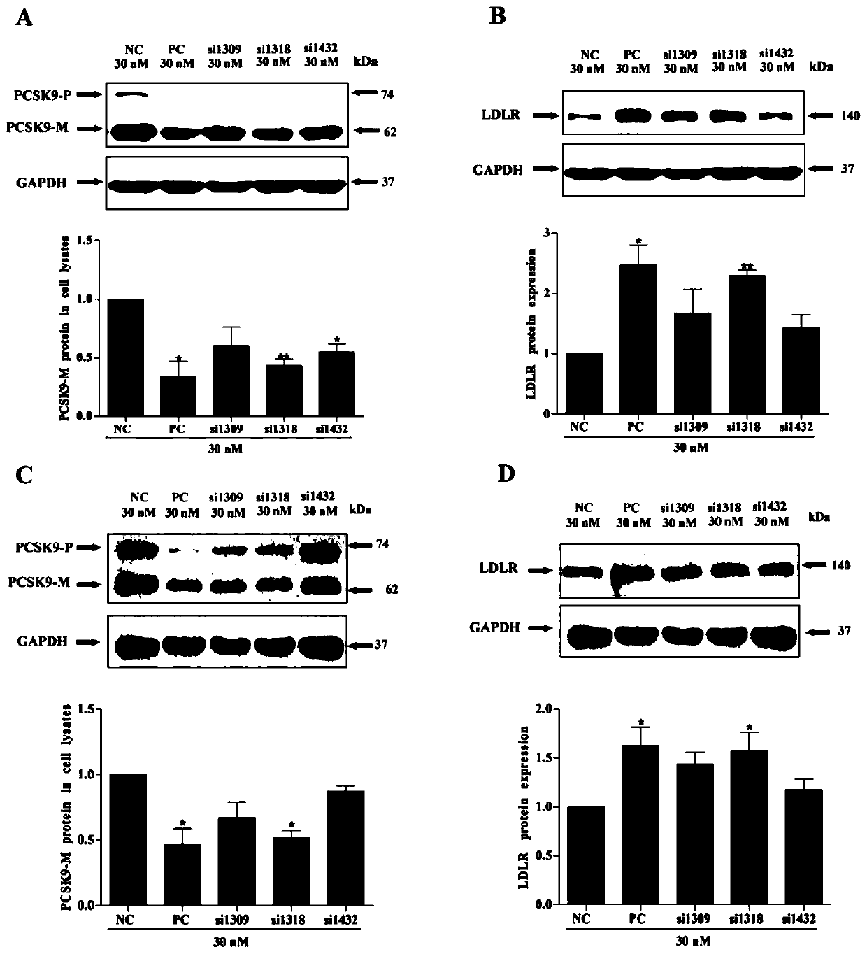 siRNA for inhibiting expression of human PCSK9 gene and application thereof
