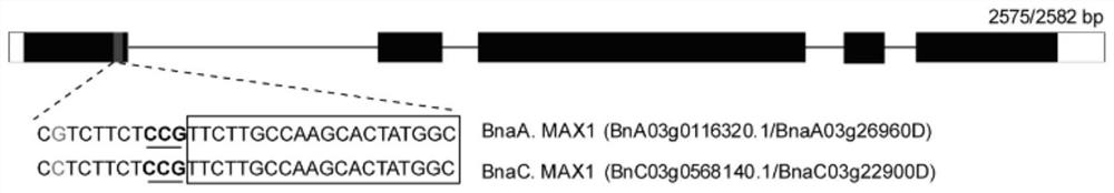 Method and application of knocking out bnmax1 gene in Brassica napus using CRISPR-Cas9 system