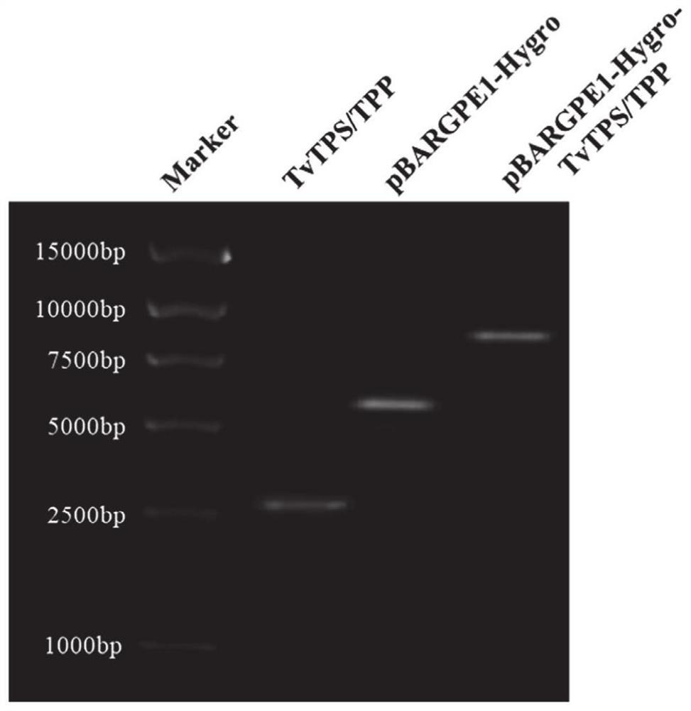 Trehalose synthesis bifunctional enzyme coding gene TvTPS/TPP and application thereof