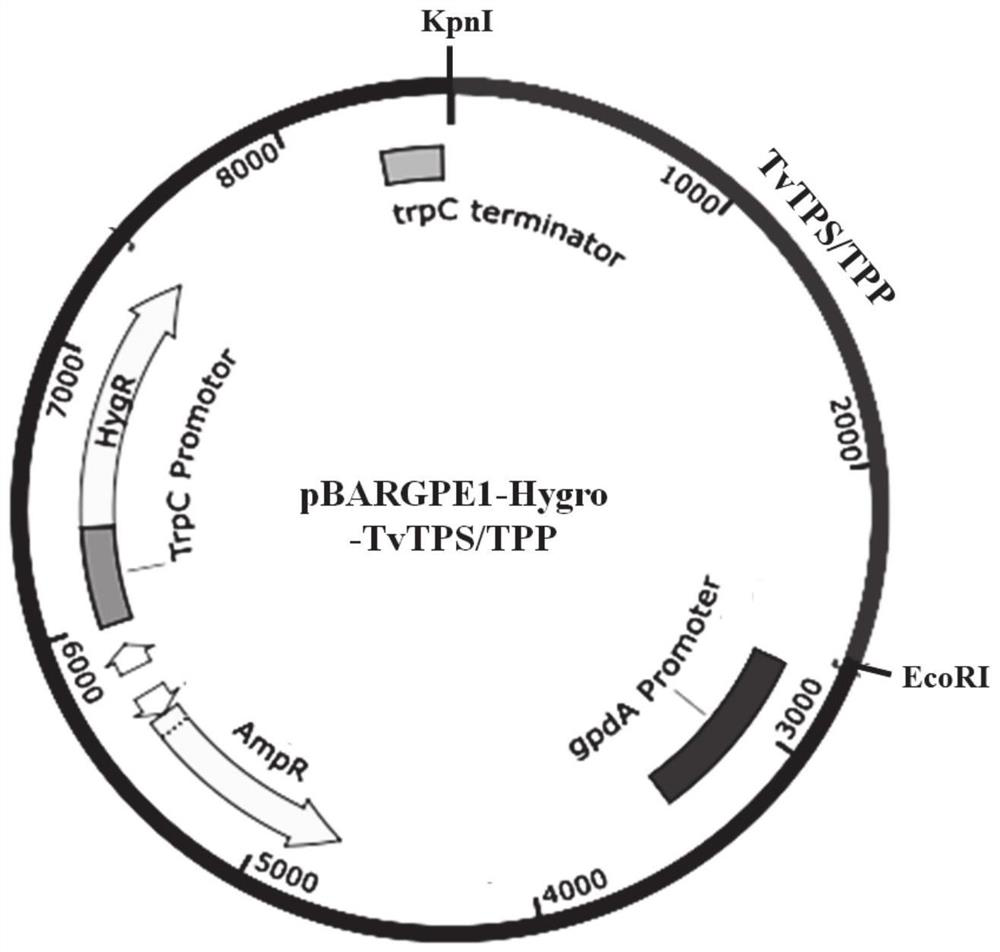 Trehalose synthesis bifunctional enzyme coding gene TvTPS/TPP and application thereof