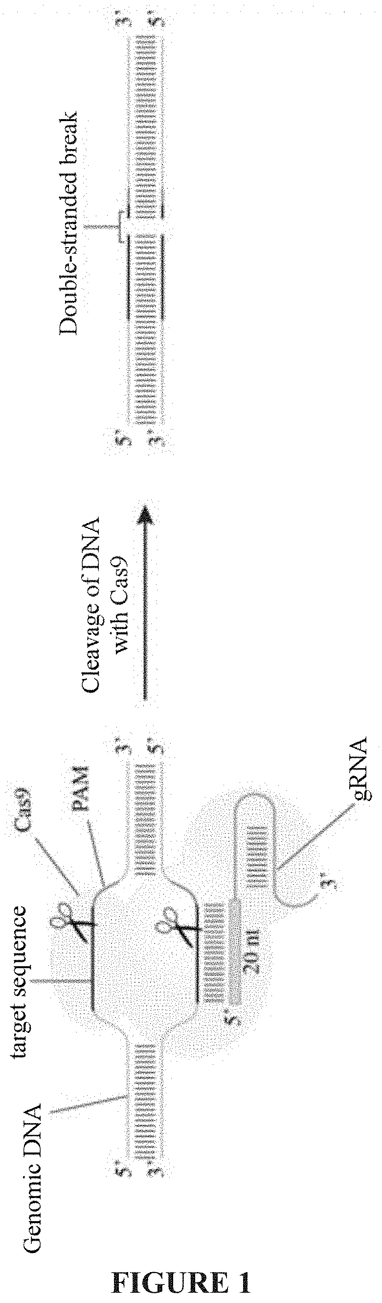 Optimized genetic tool for modifying bacteria