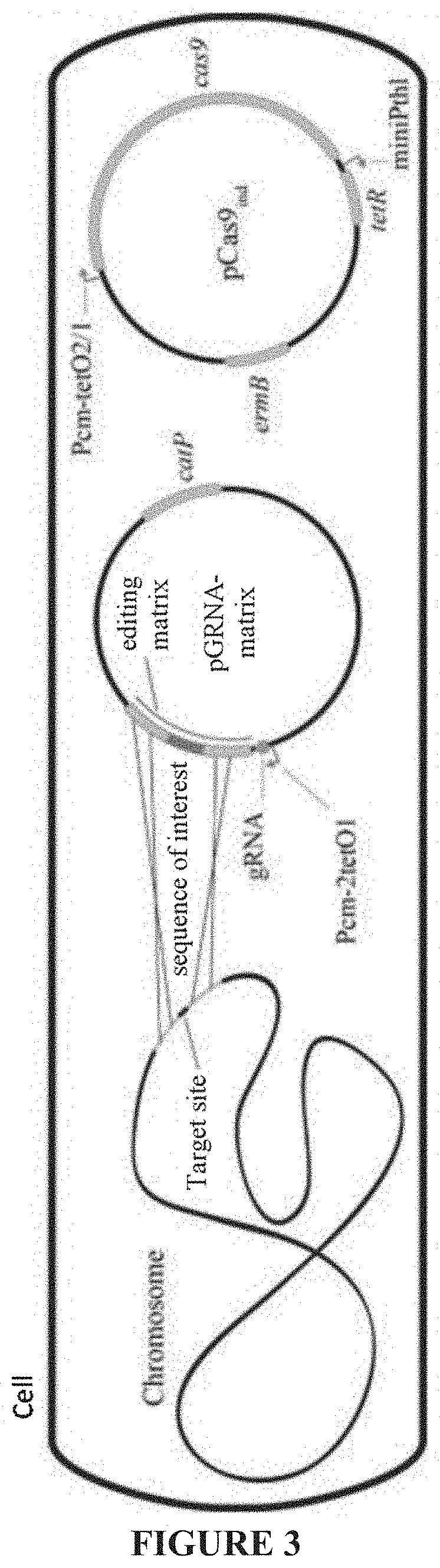 Optimized genetic tool for modifying bacteria