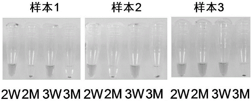 Visualized CYP2C19 genotyping detection kit