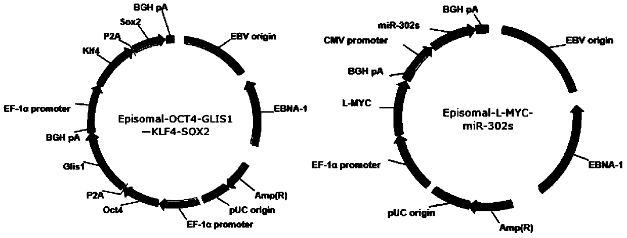 A kind of non-viral ipscs induction method and its induction composition, kit and ipscs obtained therefrom