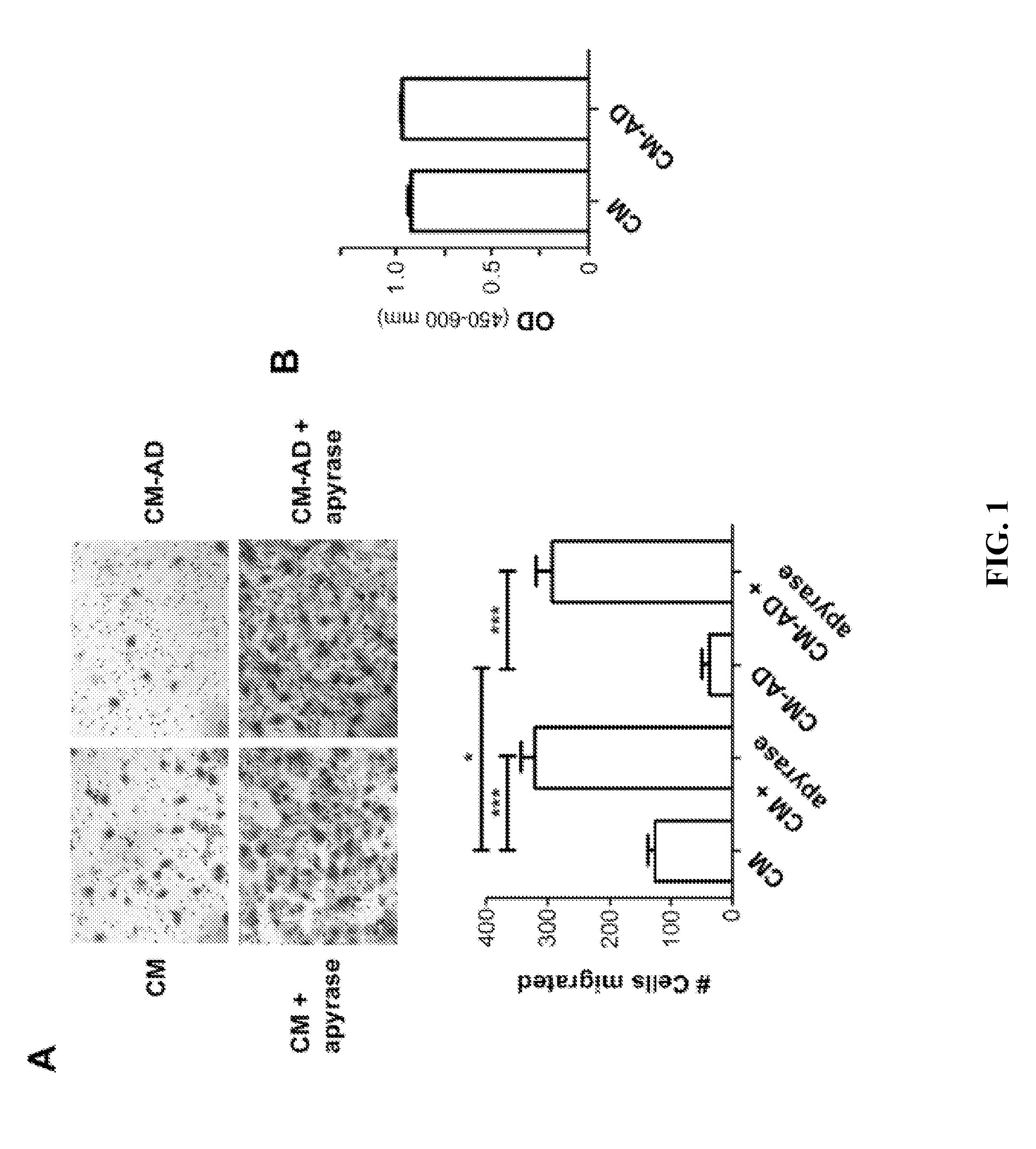 Methods for treatment of primary cancer and cancer metastasis