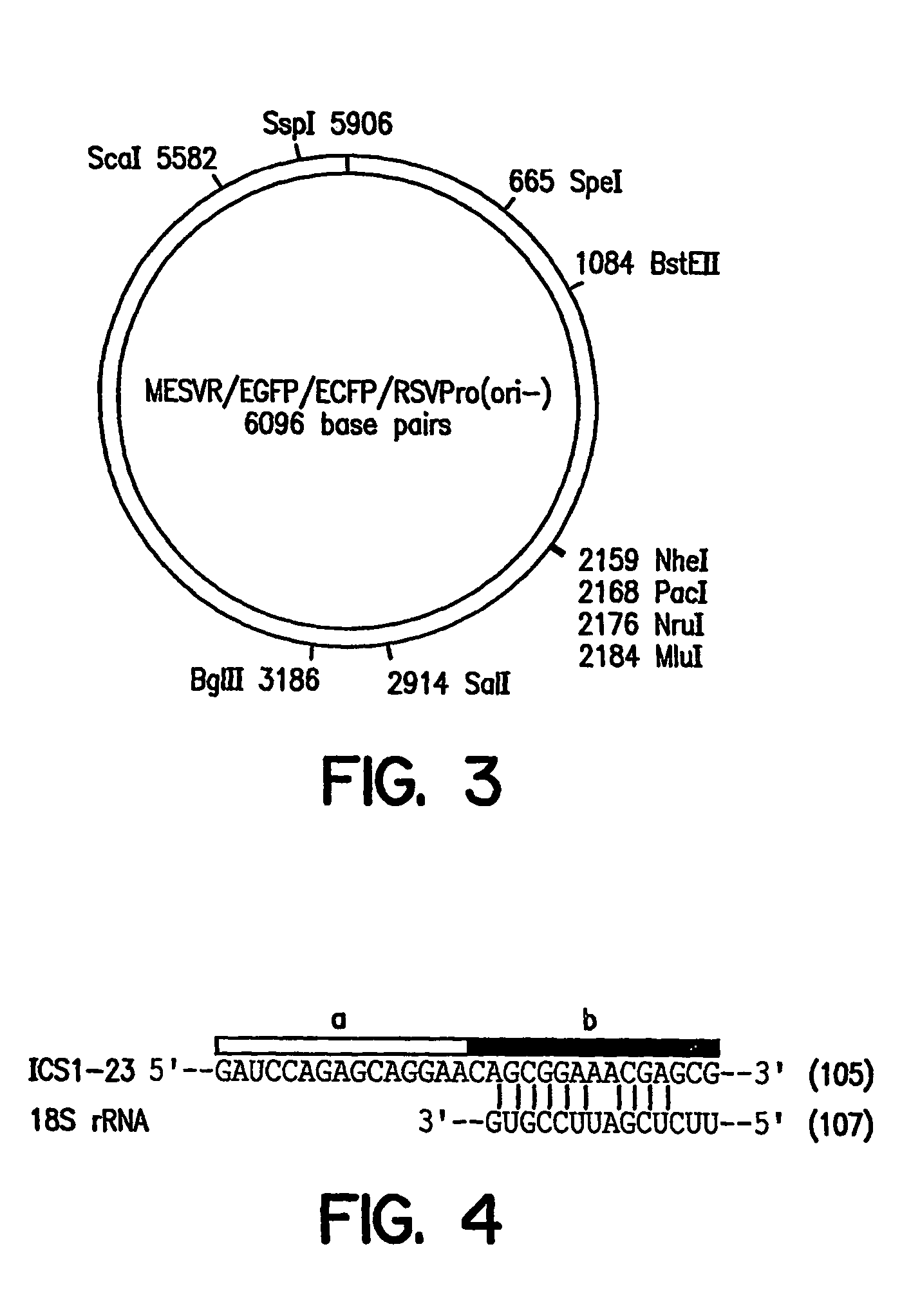 Methods of identifying synthetic transcriptional and translational regulatory elements, and compositions relating to same