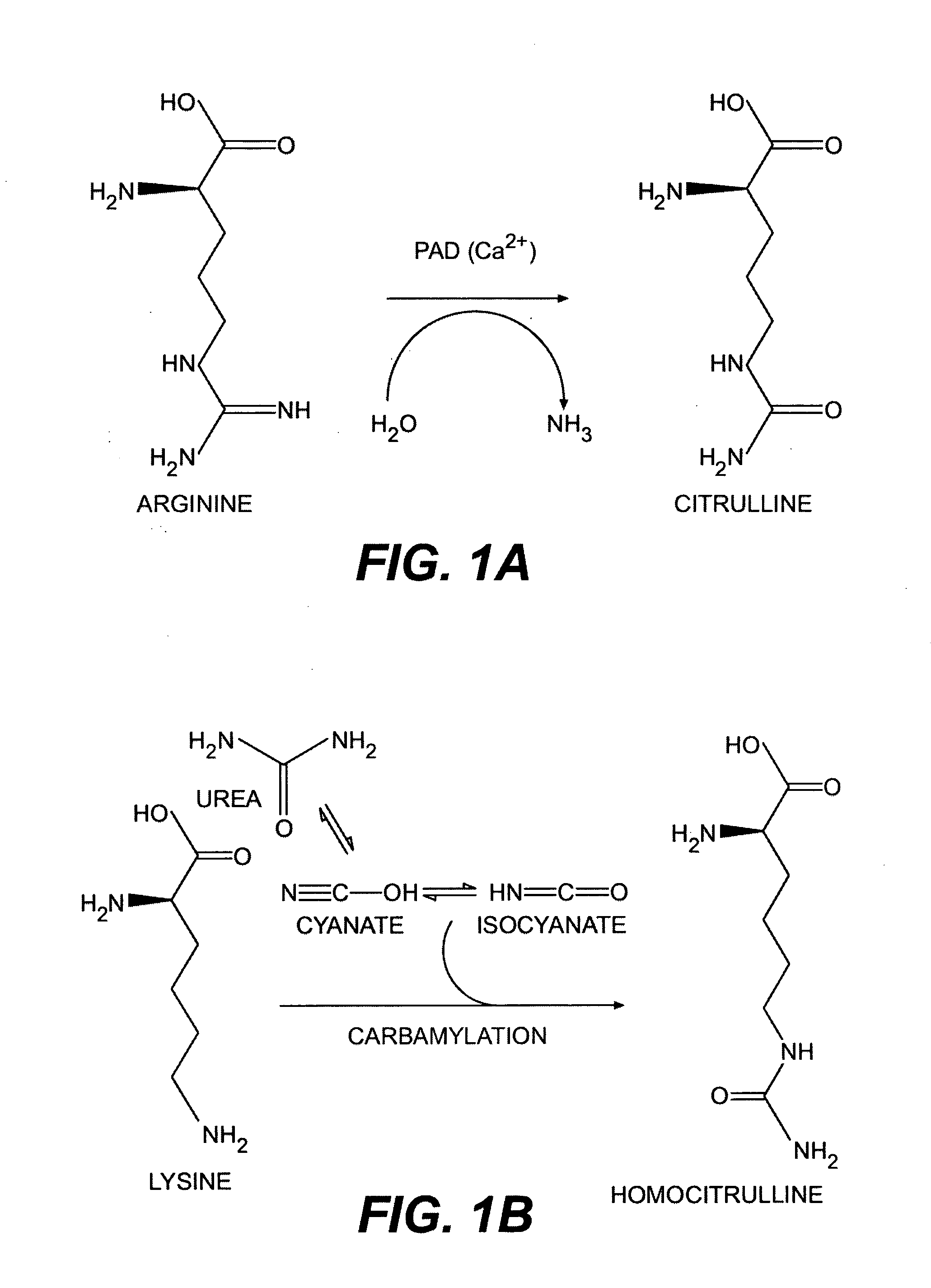 Methods for modifying, isolating, detecting, visualizing, and quantifying citrullinated and/or homocitrullinated peptides, polypeptides and proteins