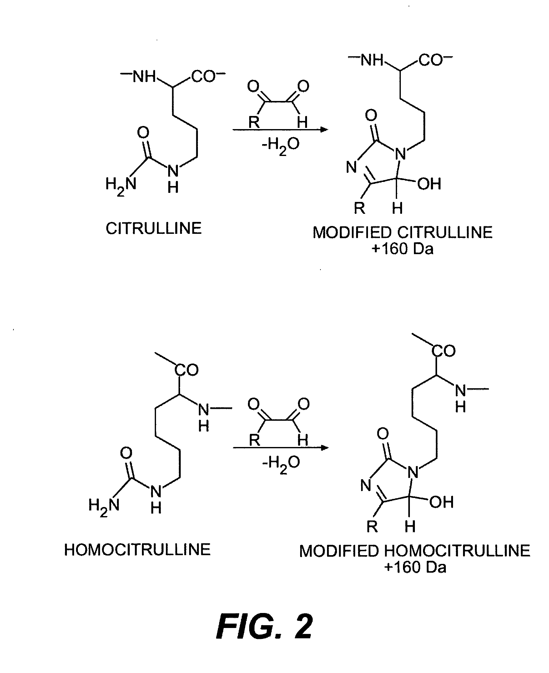 Methods for modifying, isolating, detecting, visualizing, and quantifying citrullinated and/or homocitrullinated peptides, polypeptides and proteins