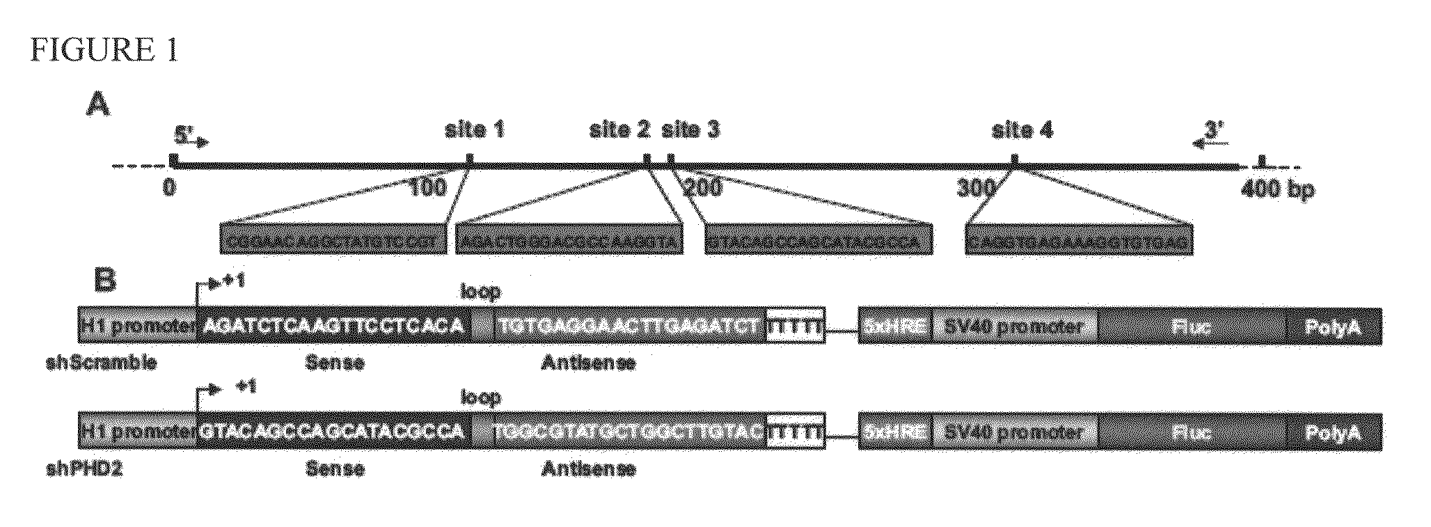 Use on minicircle vectors for cardiac gene therapy