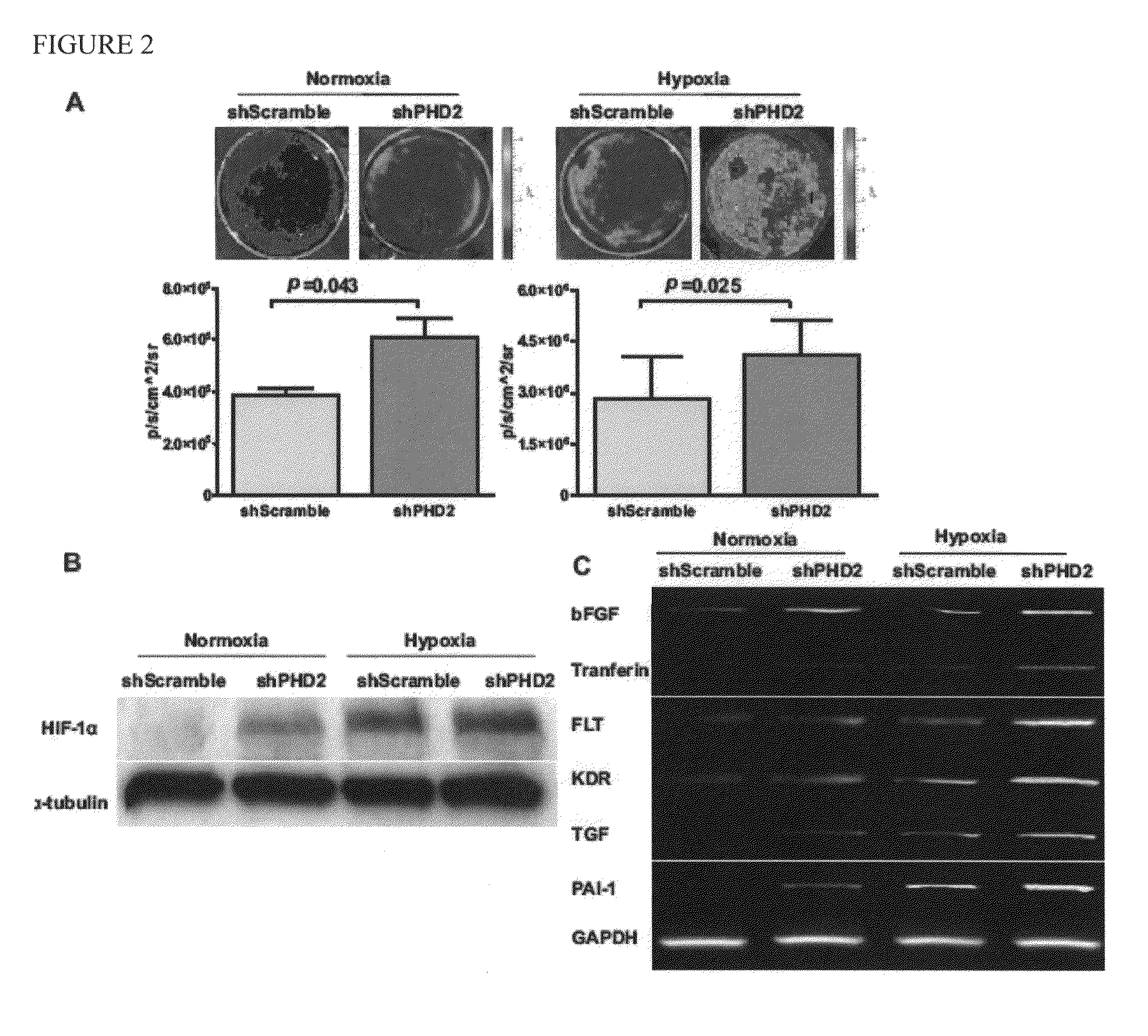 Use on minicircle vectors for cardiac gene therapy