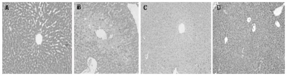 Application of a kind of total alkaloids of Dendrobium nobile