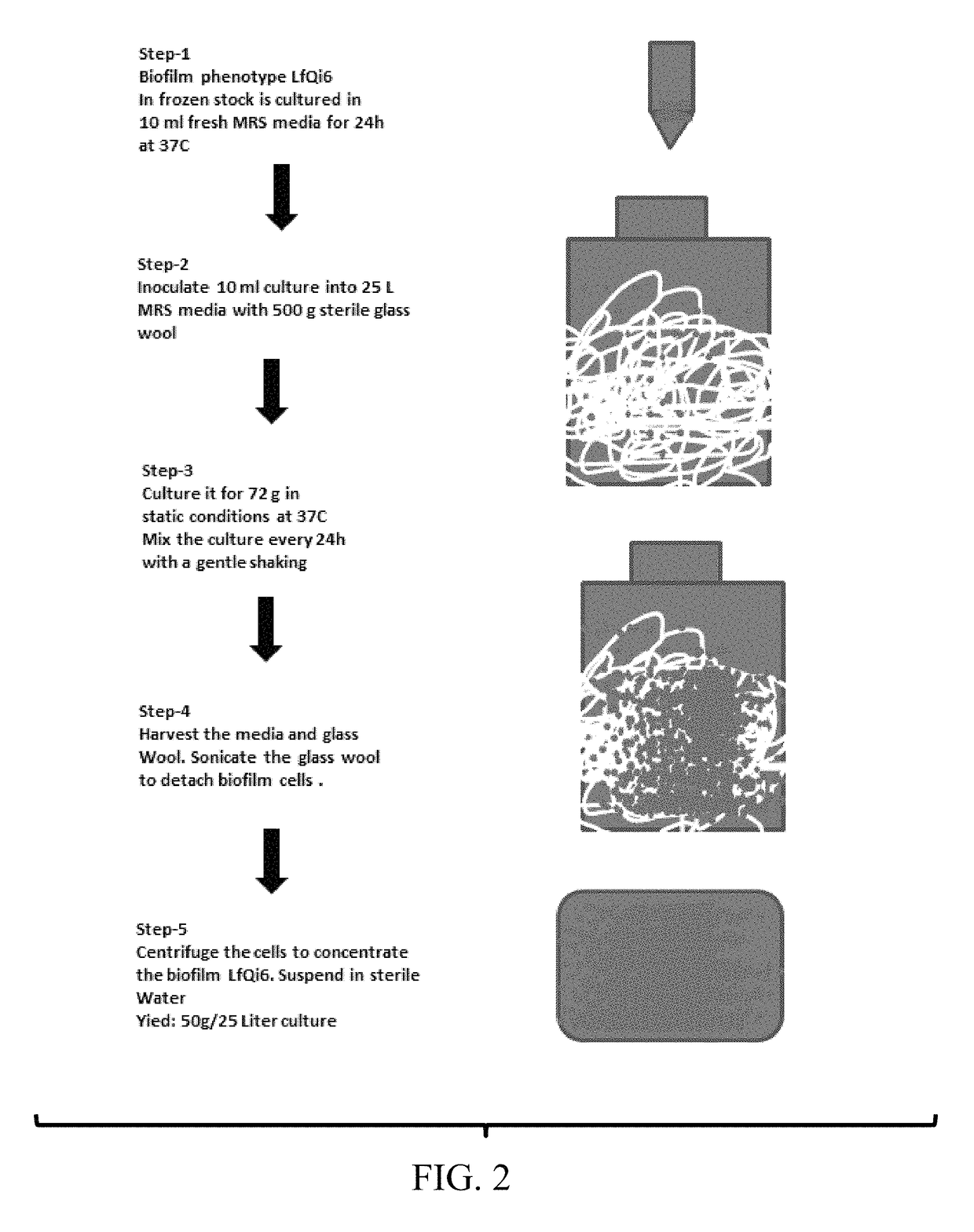 Materials and methods for improving immune responses and skin and/or mucosal barrier functions