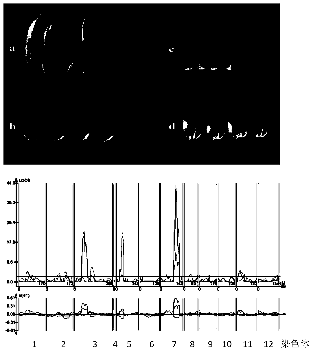 Molecular marker of rice long and slender grain gene, and application thereof