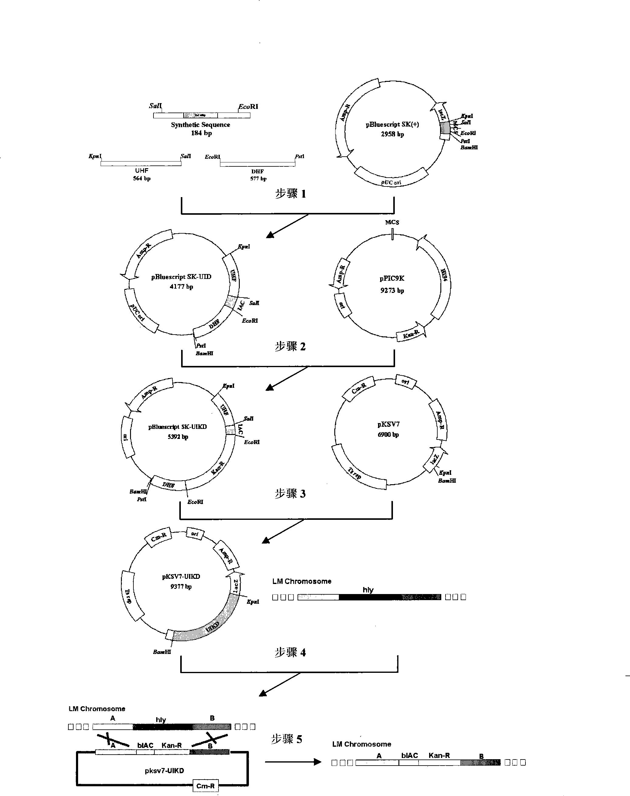 Method for preparing live bacteria internal standard based on gene substitution technique