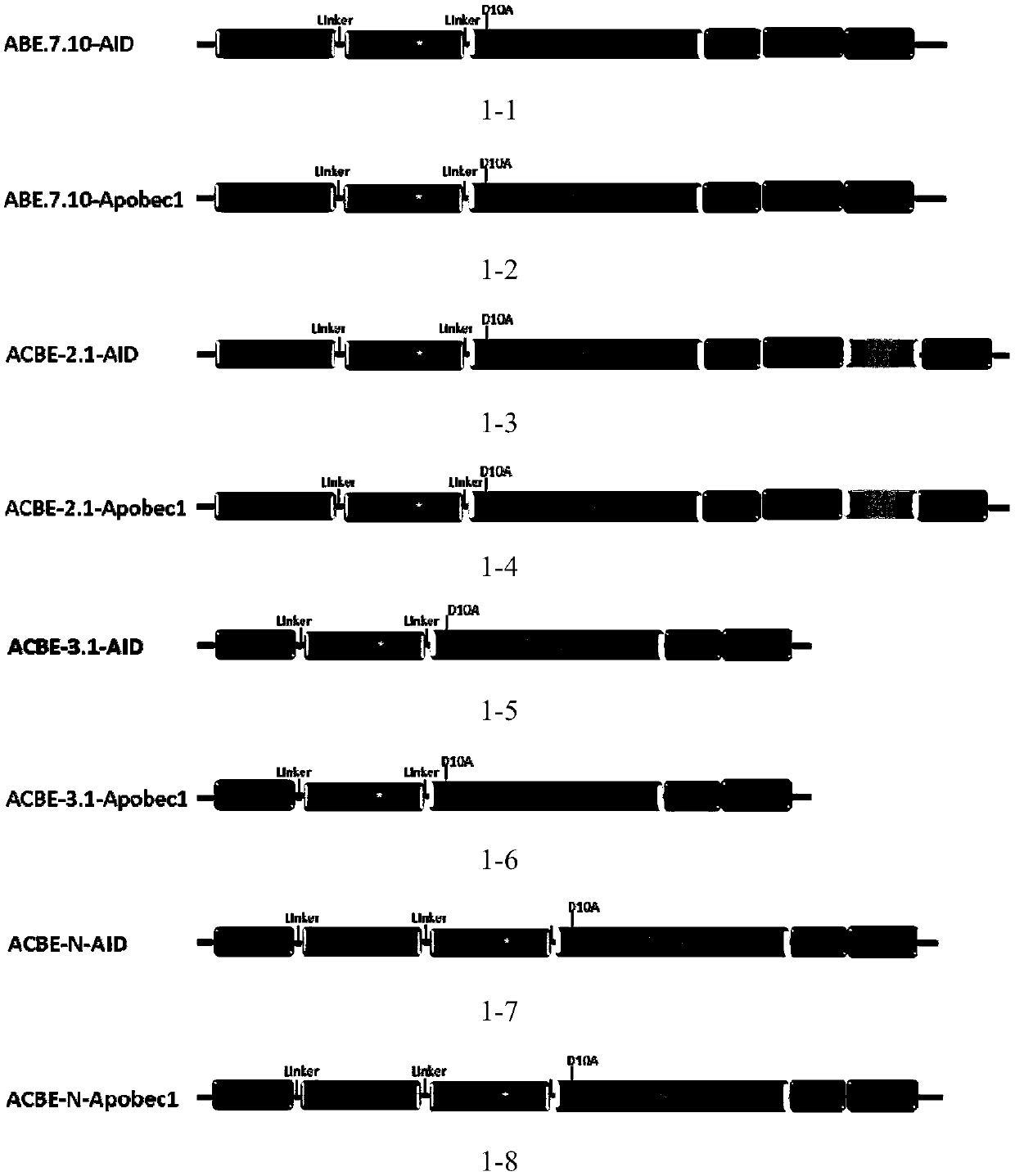 Construction method of novel base conversion editing system and application thereof