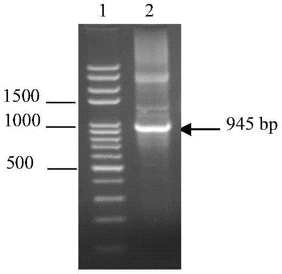 Recombinant protein, coding gene and application thereof and detection kit and detection method for porcine epidemic diarrhea virus antibody