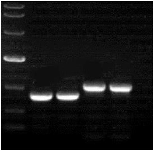 High-yield nattokinase gene engineering strain constructing method