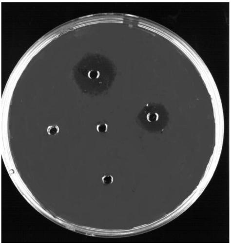 High-yield nattokinase gene engineering strain constructing method