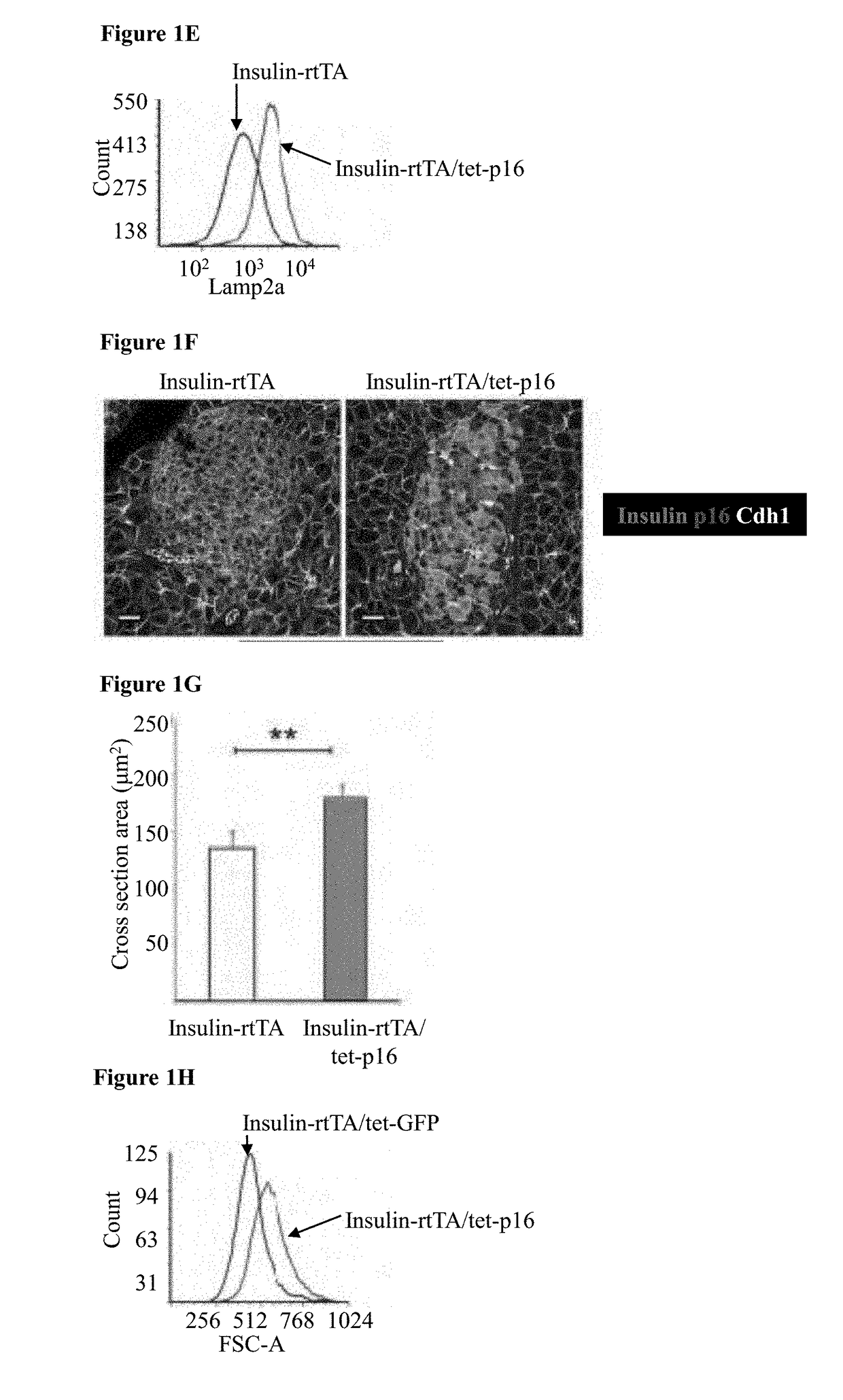 Enhancement of glucose-stimulated insulin secretion by cells through induction of cellular senescence