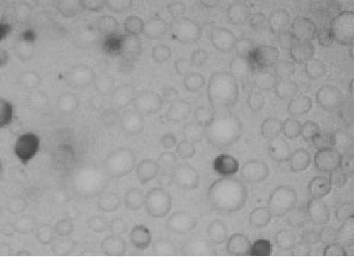 Saccharomyces cerevisiae, extraction method and application thereof